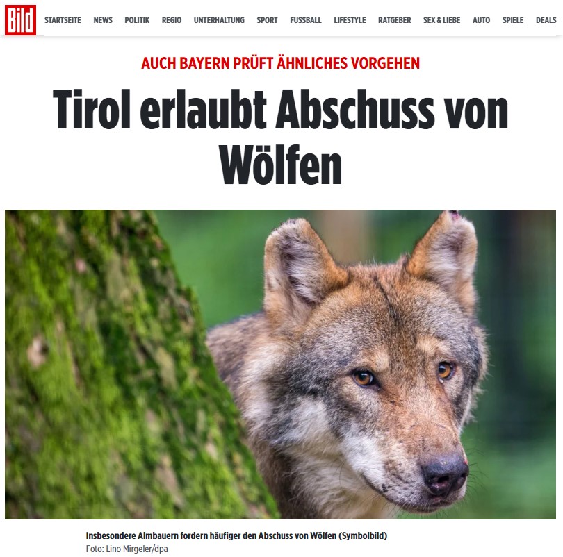 AUCH BAYERN PRÜFT ÄHNLICHES VORGEHEN: Tirol erlaubt Abschuss von Wölfen