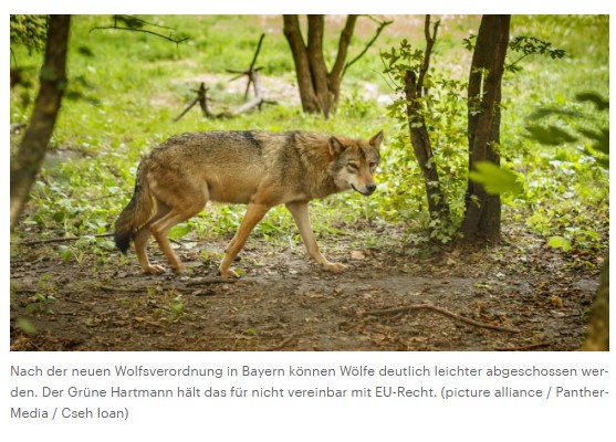 Streit um Wölfe in Bayern - Grünenpolitiker: Angekündigte Wolfspolitik in den Alpen „kommt Wiederausrottung gleich“
